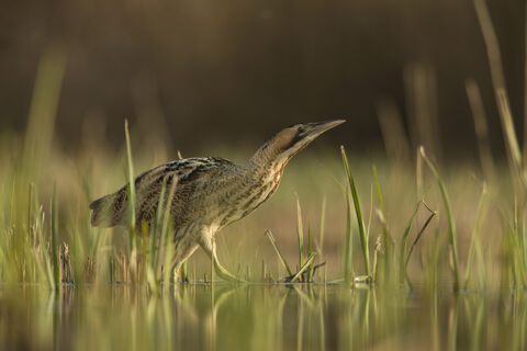 Norfolk Wildlife Trust in Flaxley, Norfolk
