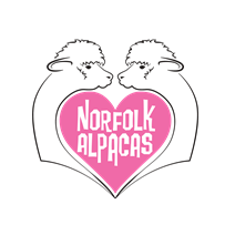 Norfolk Alpacas in Bradfield, Norfolk