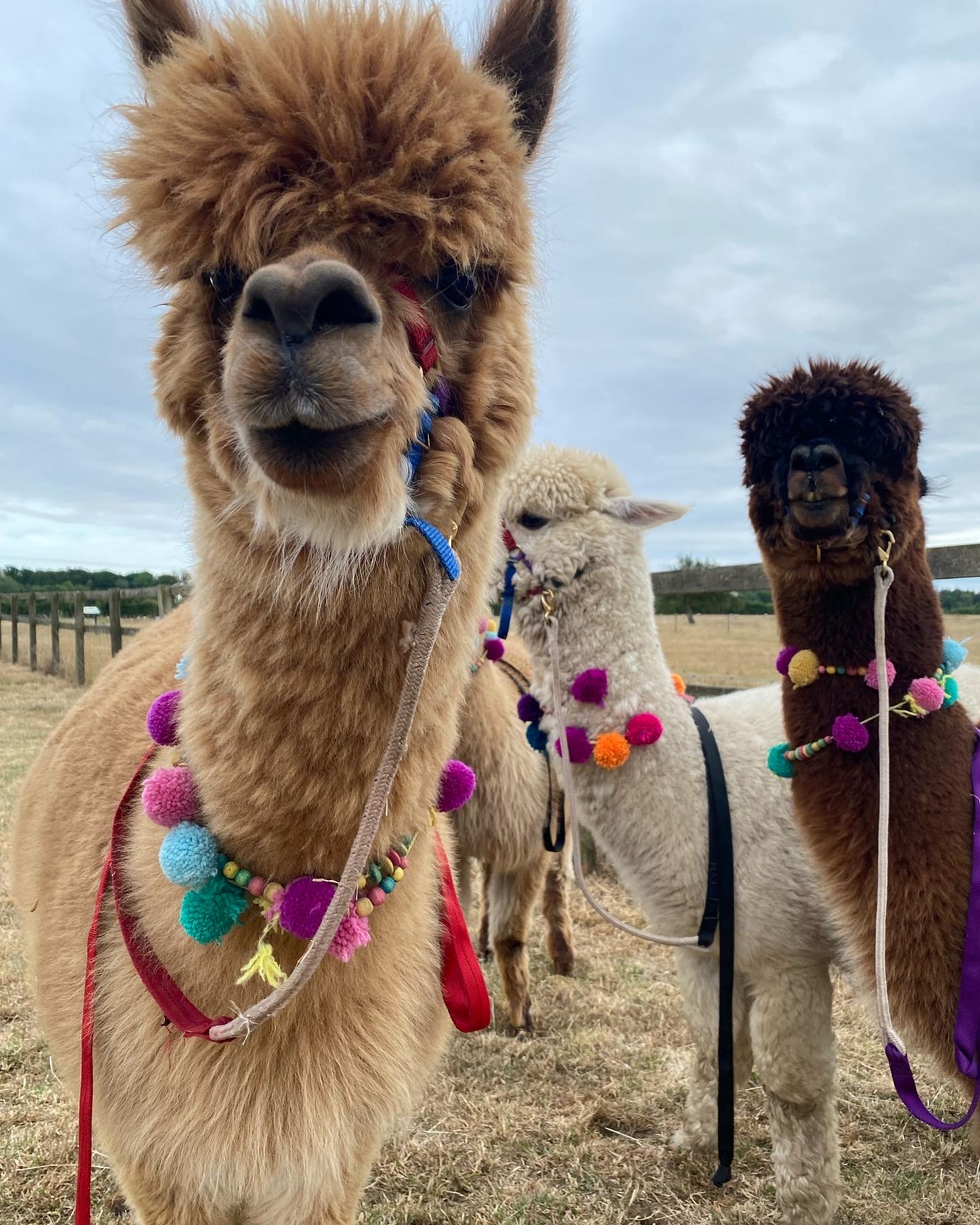Norfolk Alpacas in Bradfield, Norfolk
