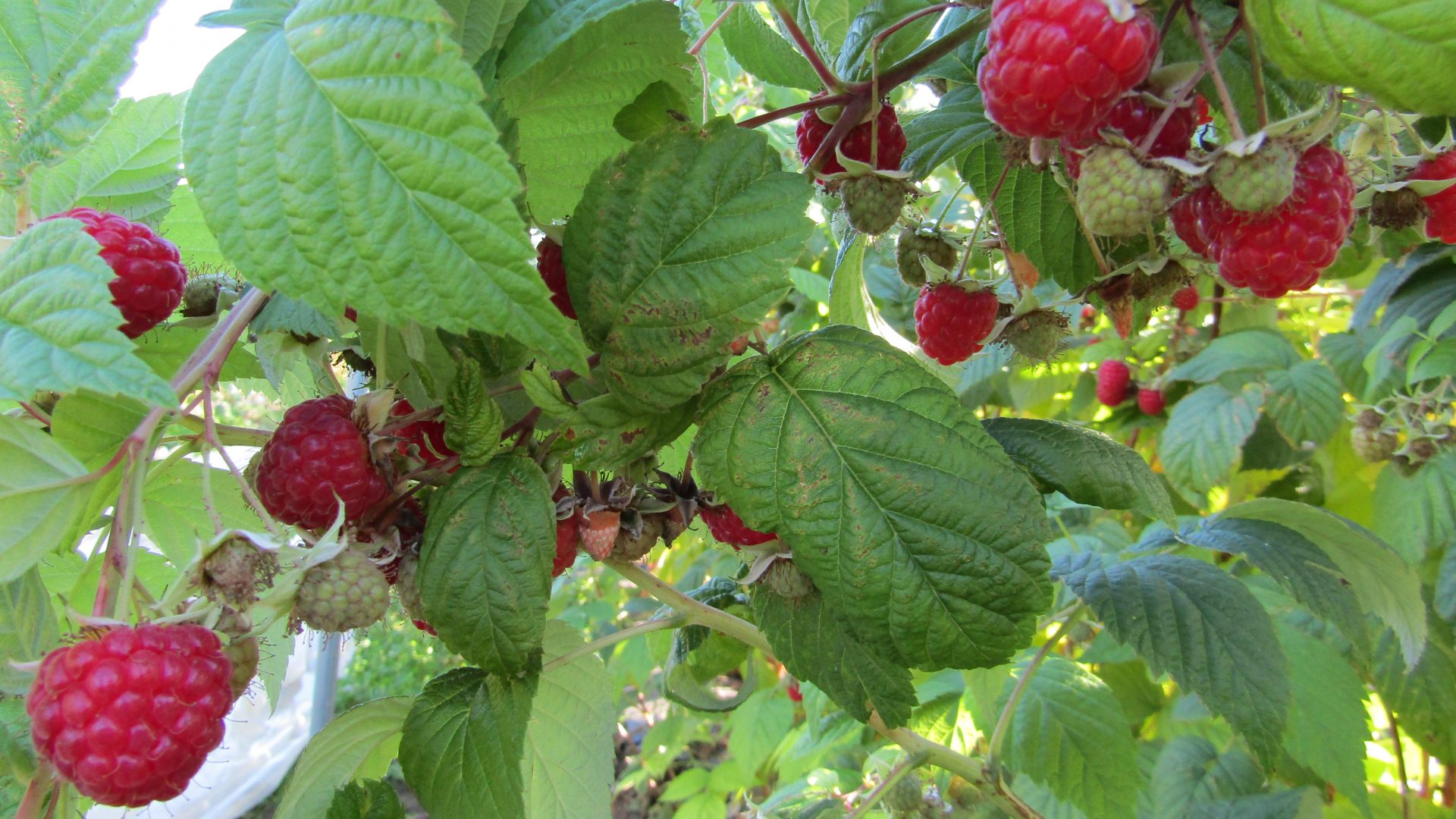 Sharrington Strawberries in Sharrington, Norfolk