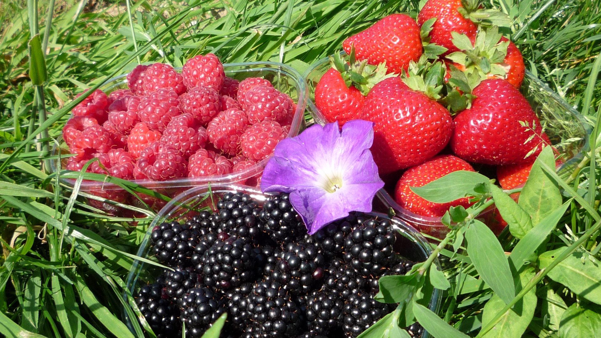 Sharrington Strawberries in Sharrington, Norfolk