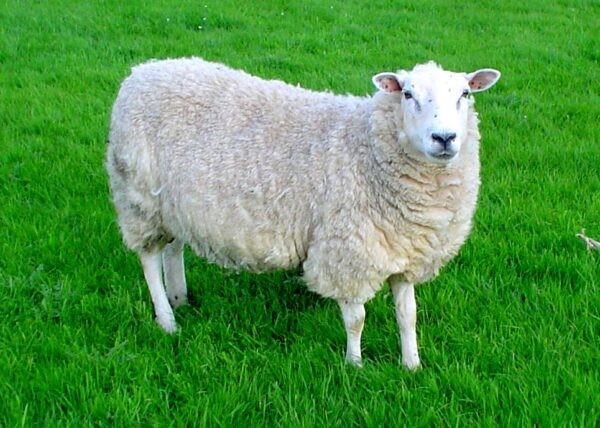 Church Farm Rare Breeds Centre in Wimbotsham, Norfolk