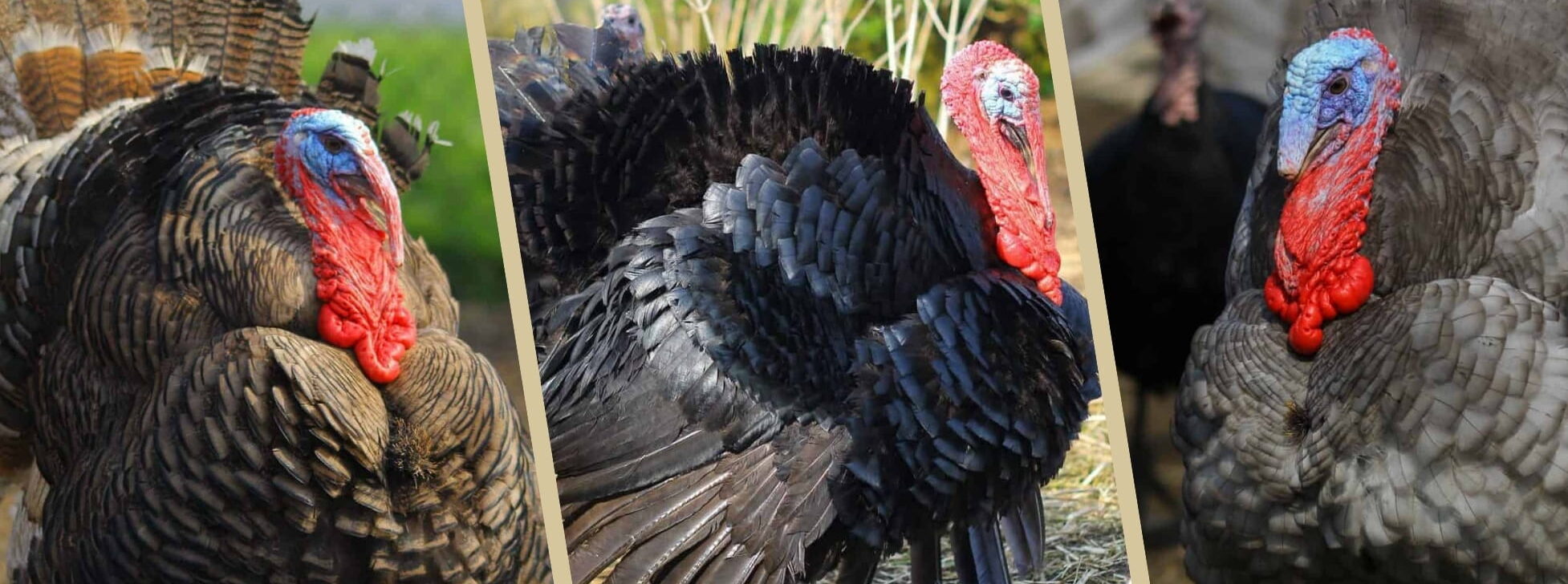 Peeles Norfolk Black Turkeys in Thuxton, Norfolk
