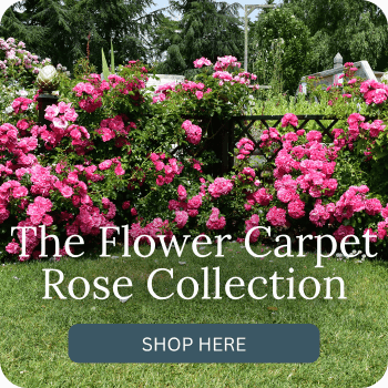 Peter Beales Garden Centre Ltd in Hargham, Norfolk
