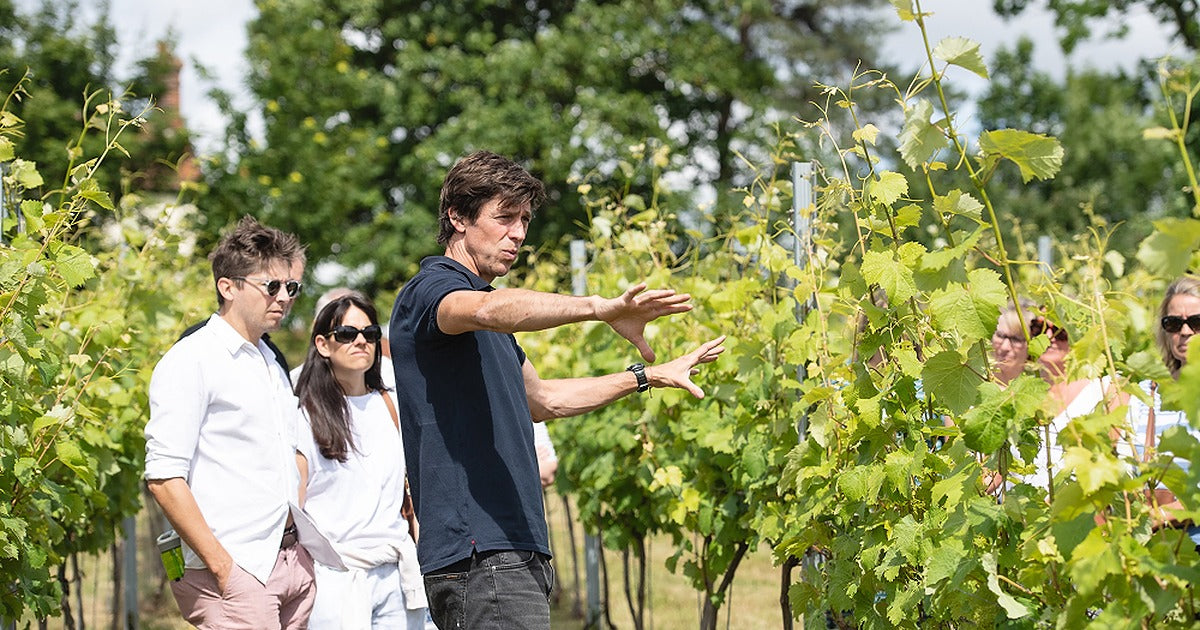 Flint Vineyard in Earsham, Norfolk