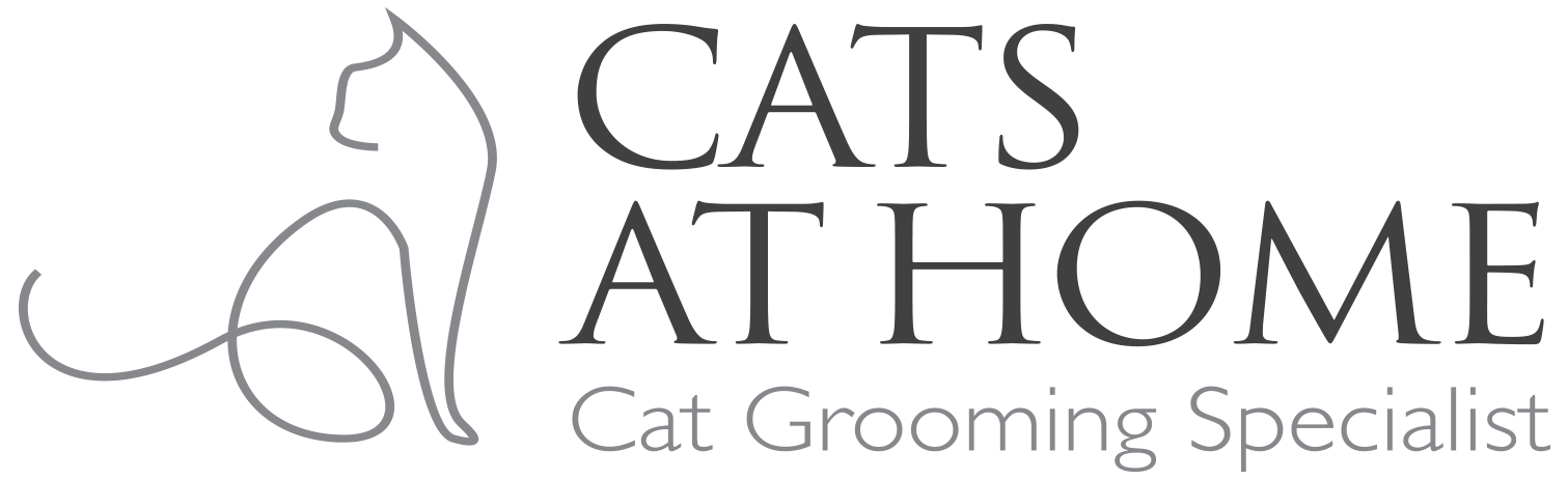 Cats At Home in Heigham Grove, Norfolk