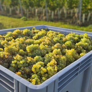 Brecks Vineyard in Feltwell, Norfolk