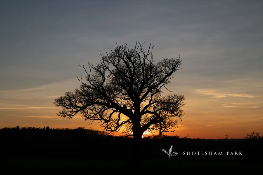Shotesham Park Estate in Newton Flotman, Norfolk