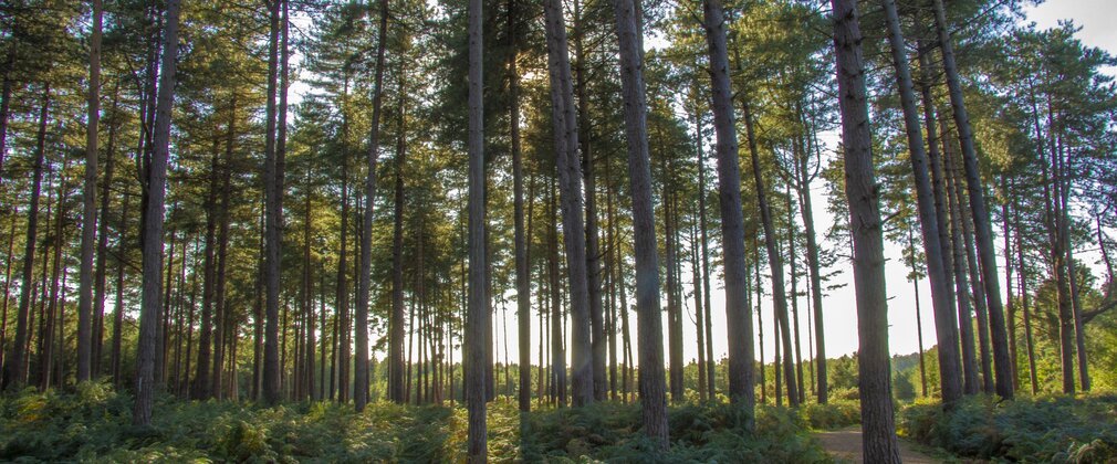 The King's Forest in Elveden, Norfolk
