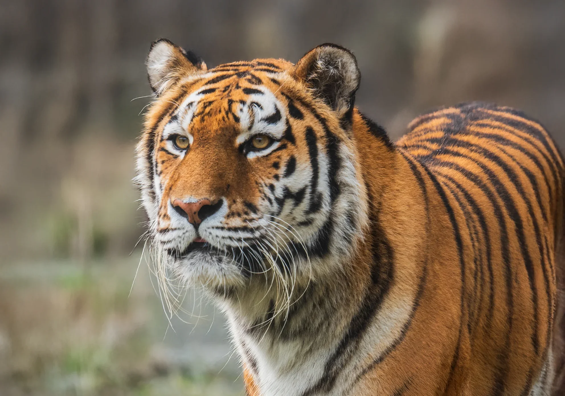 Banham Zoo in Banham, Norfolk