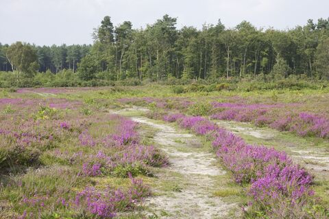 Buxton Heath in Hevingham, Norfolk