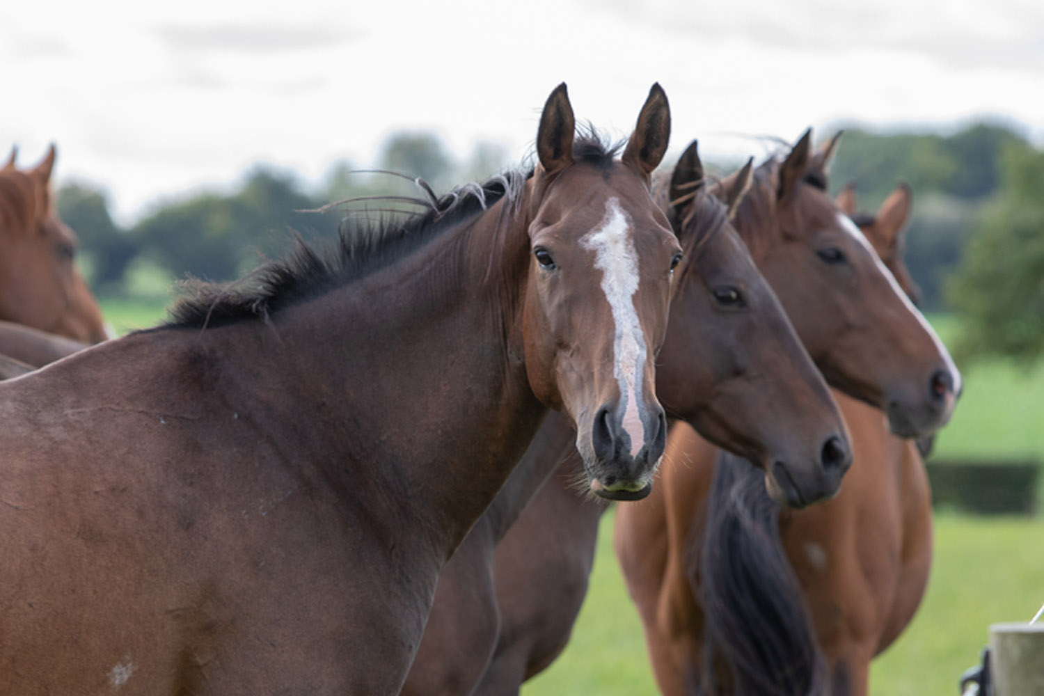 World Horse Welfare Coffee Shop in North End, Norfolk