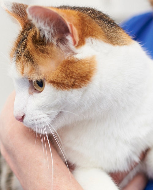 Willow Vets in Hellesdon, Norfolk