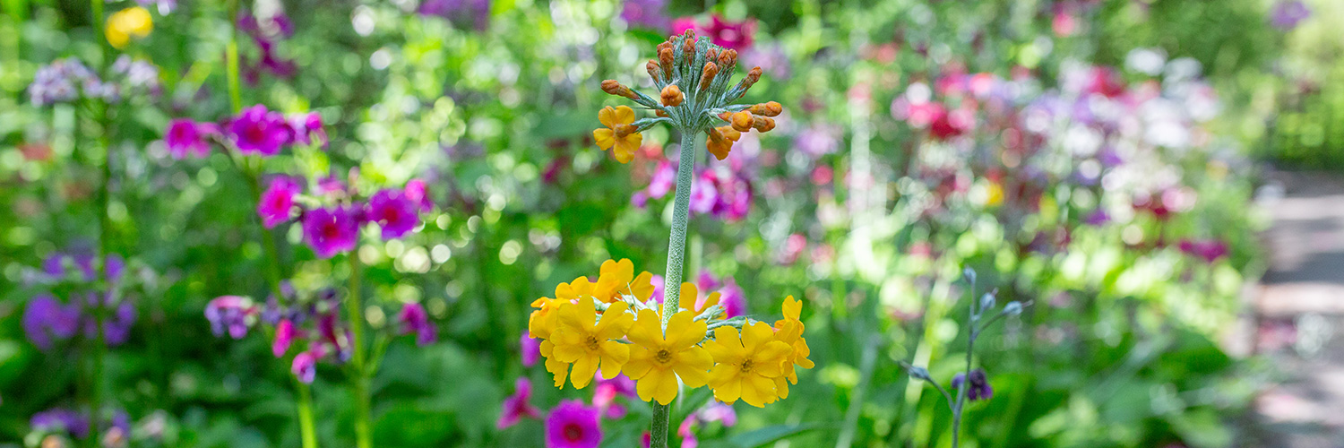 Fairhaven Garden Trust in South Walsham, Norfolk